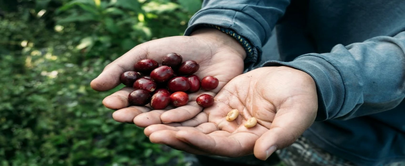 Hands holding freshly picked ripe coffee cherries and parchment beans