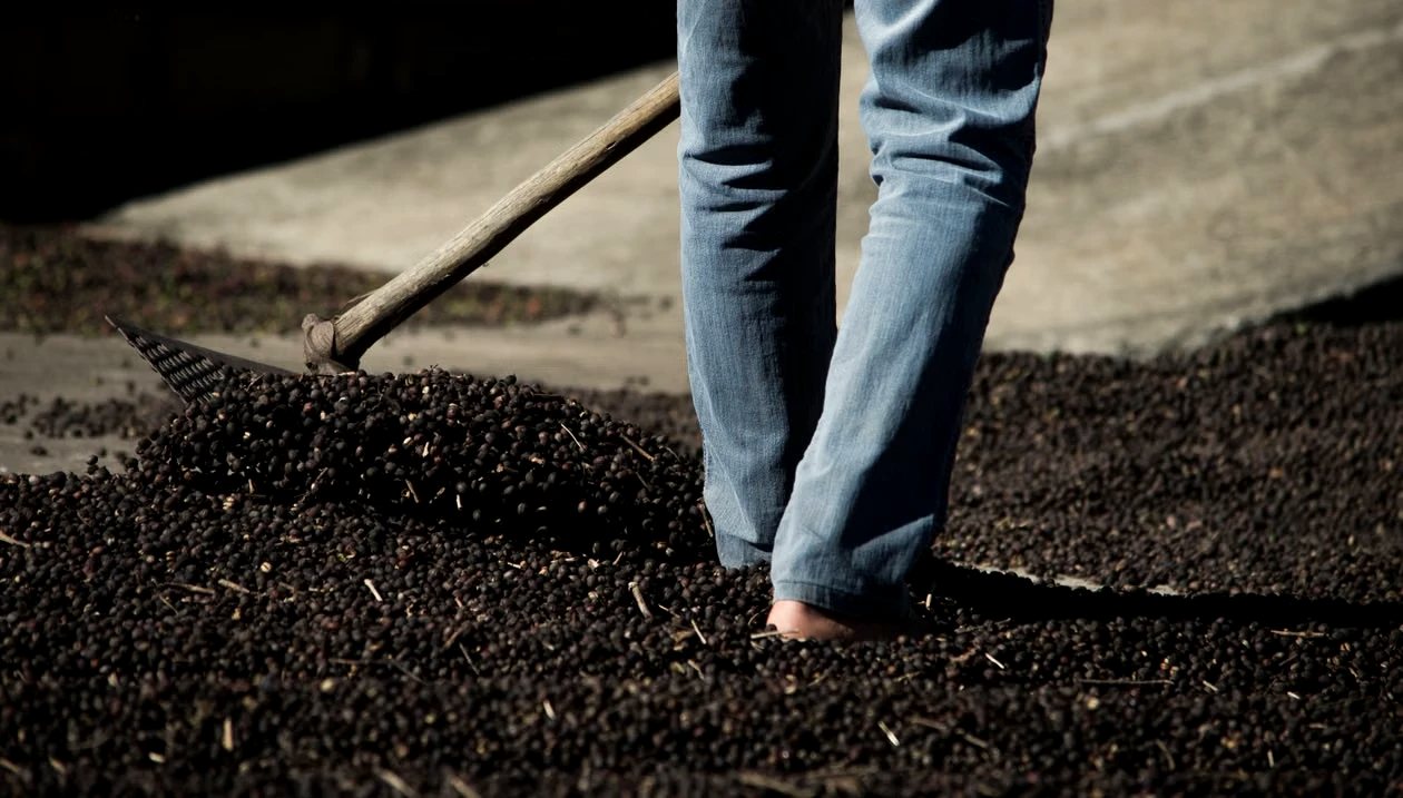 Raking coffee to dry on a patio at origin