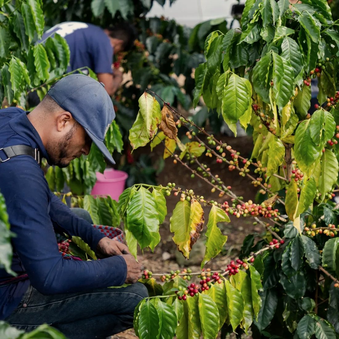 Selective hand-picking of ripe coffee cherries at a highland farm