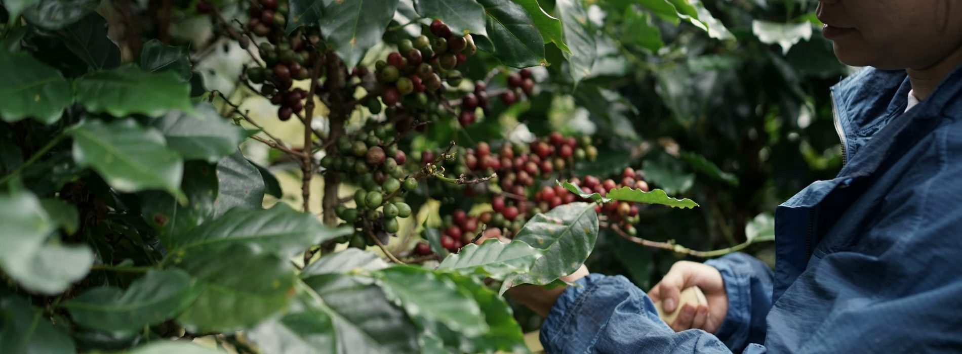 Ripe coffee cherries on the branch at a highland farm
